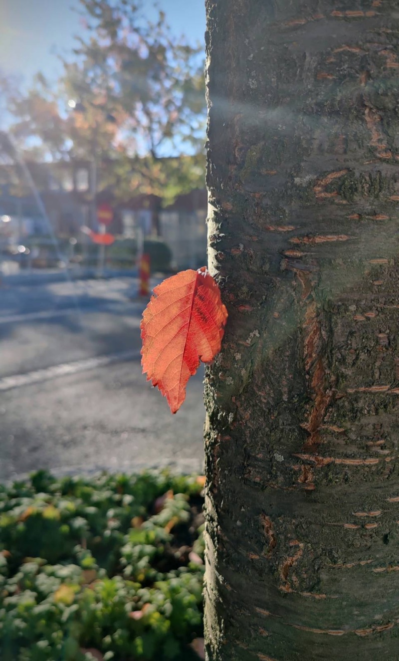 A red autumn leaf on a sunlit tree trunk.